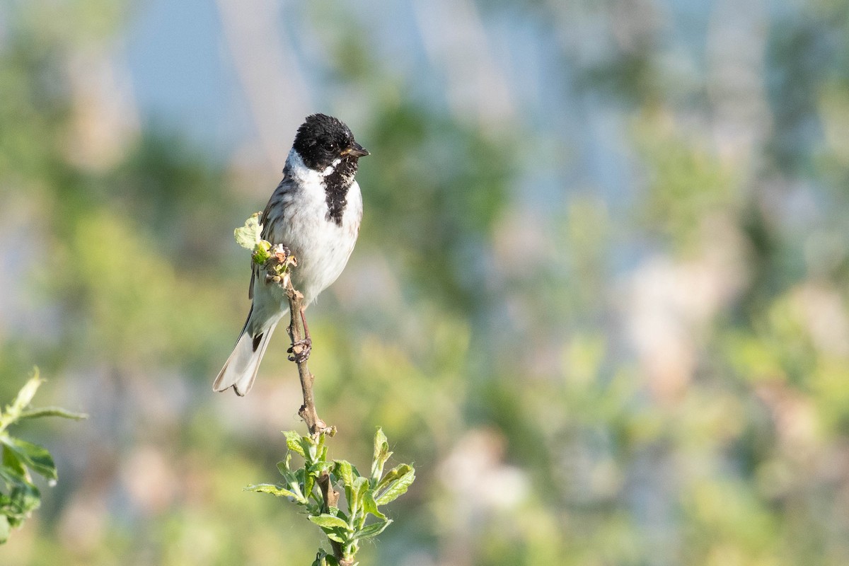 Reed Bunting - ML620637507