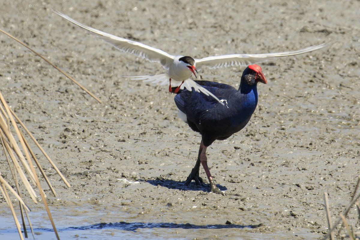 Western Swamphen - ML620637512