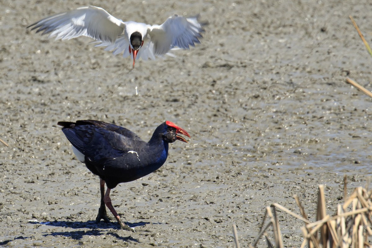 Western Swamphen - ML620637513