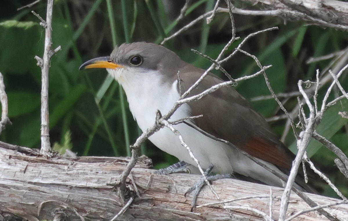 Yellow-billed Cuckoo - ML620637519