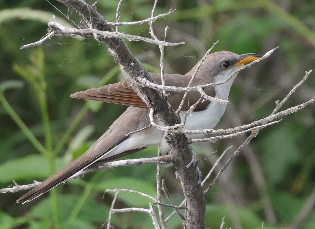 Yellow-billed Cuckoo - ML620637520