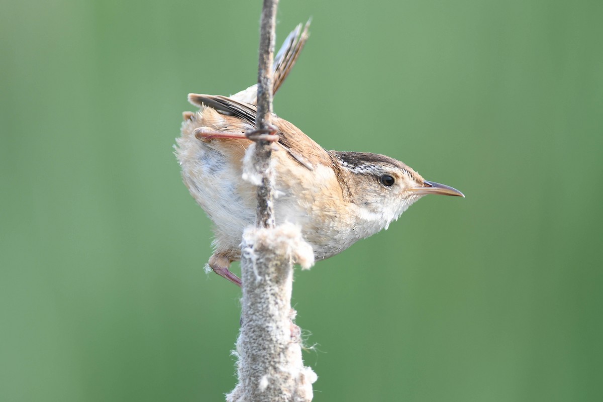 Marsh Wren - ML620637521