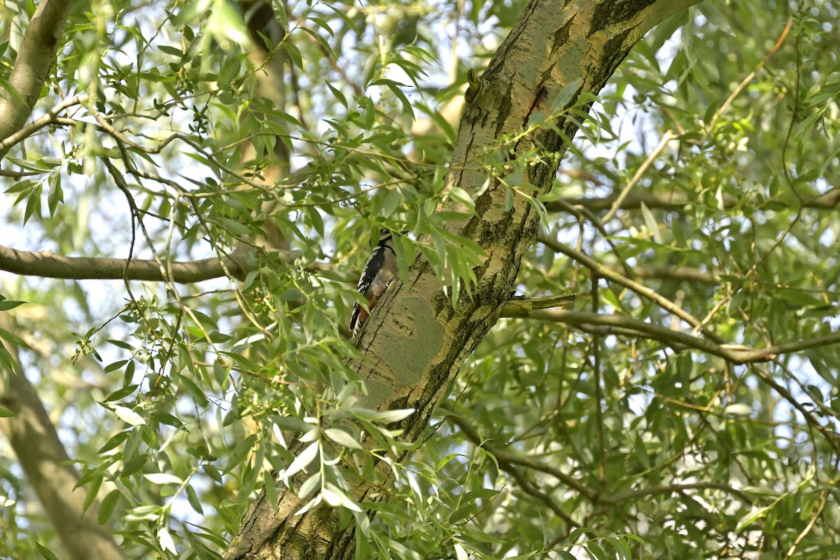 Great Spotted Woodpecker - ML620637527