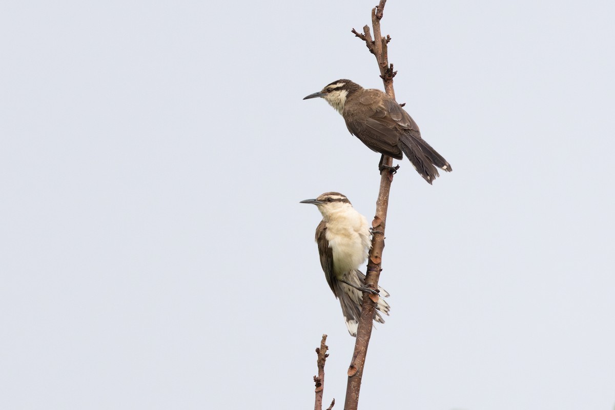 Bicolored Wren - ML620637528