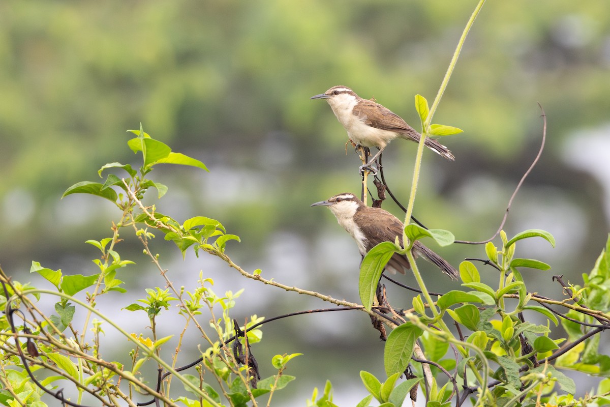 Bicolored Wren - ML620637529