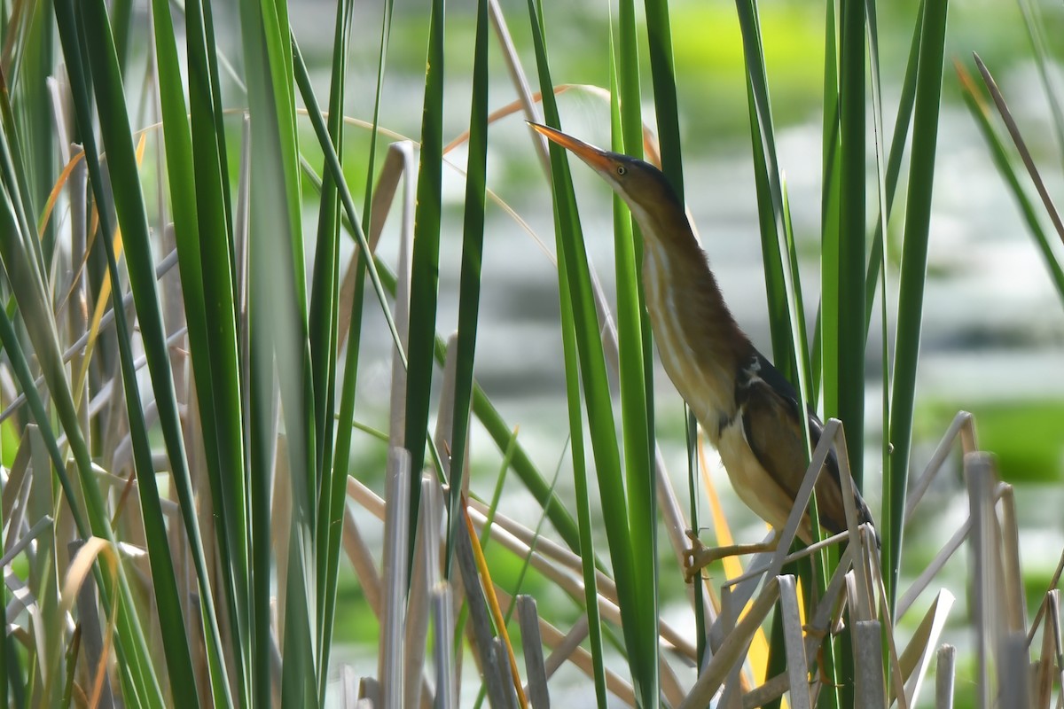 Least Bittern - ML620637531