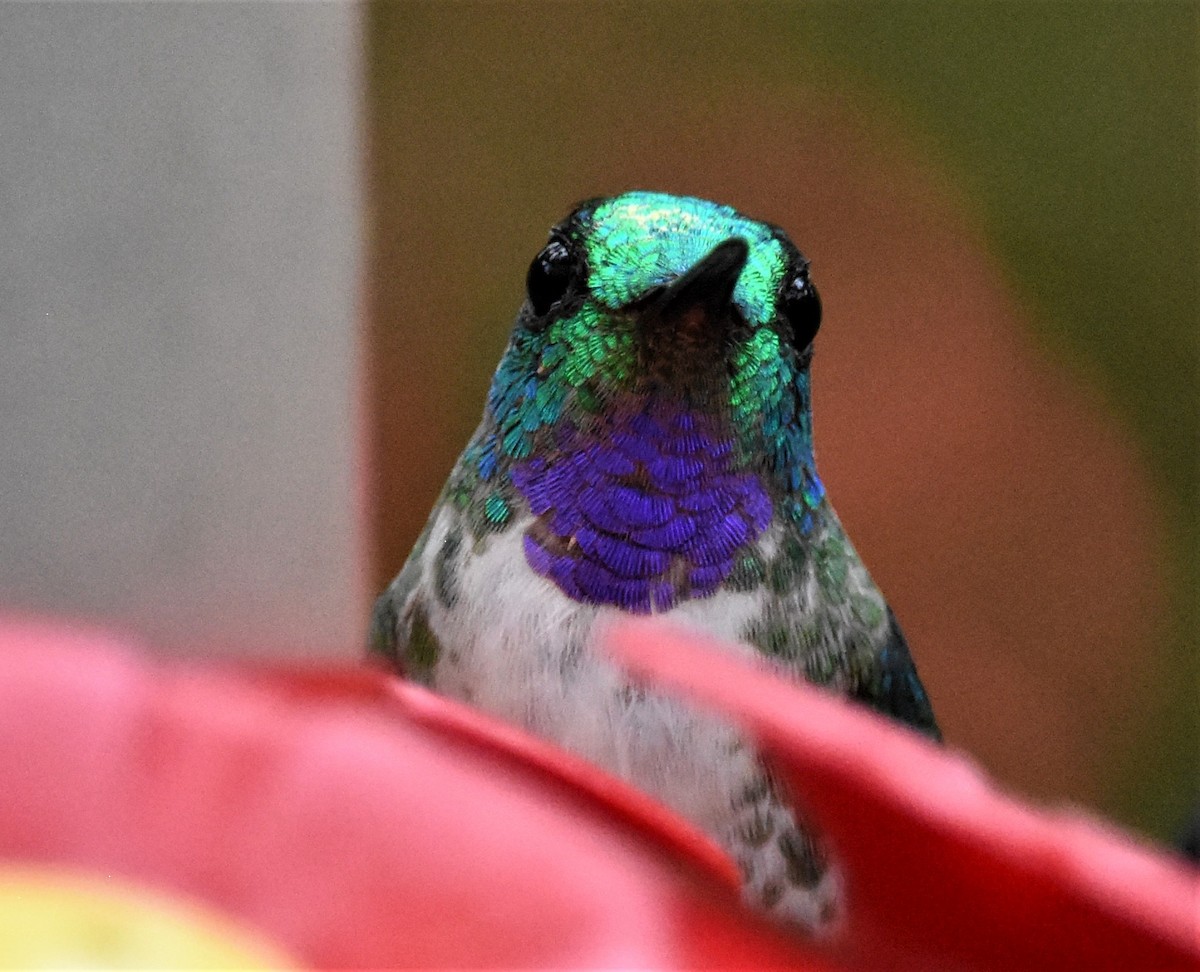 Colibri à gorge lilas - ML620637533