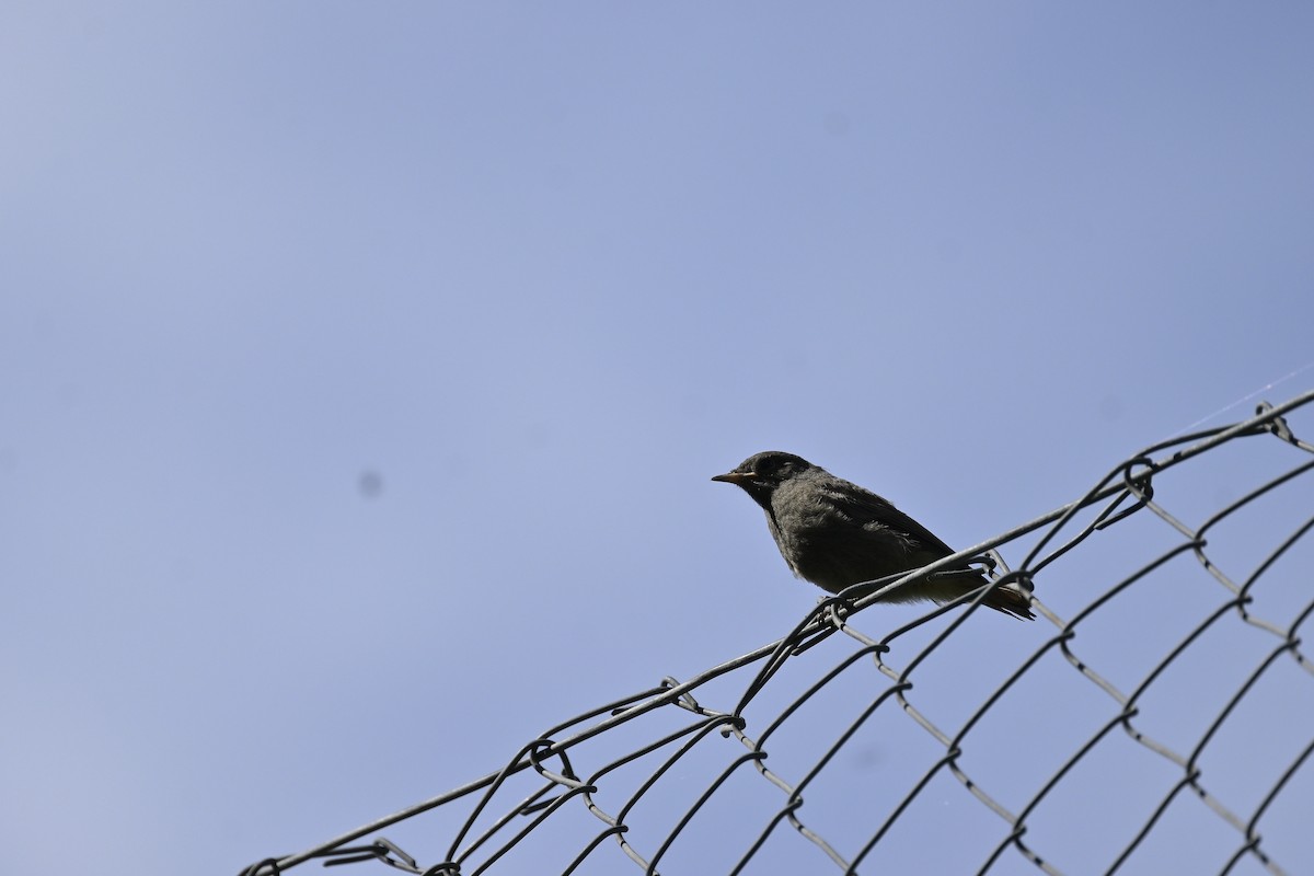 Black Redstart - ML620637534