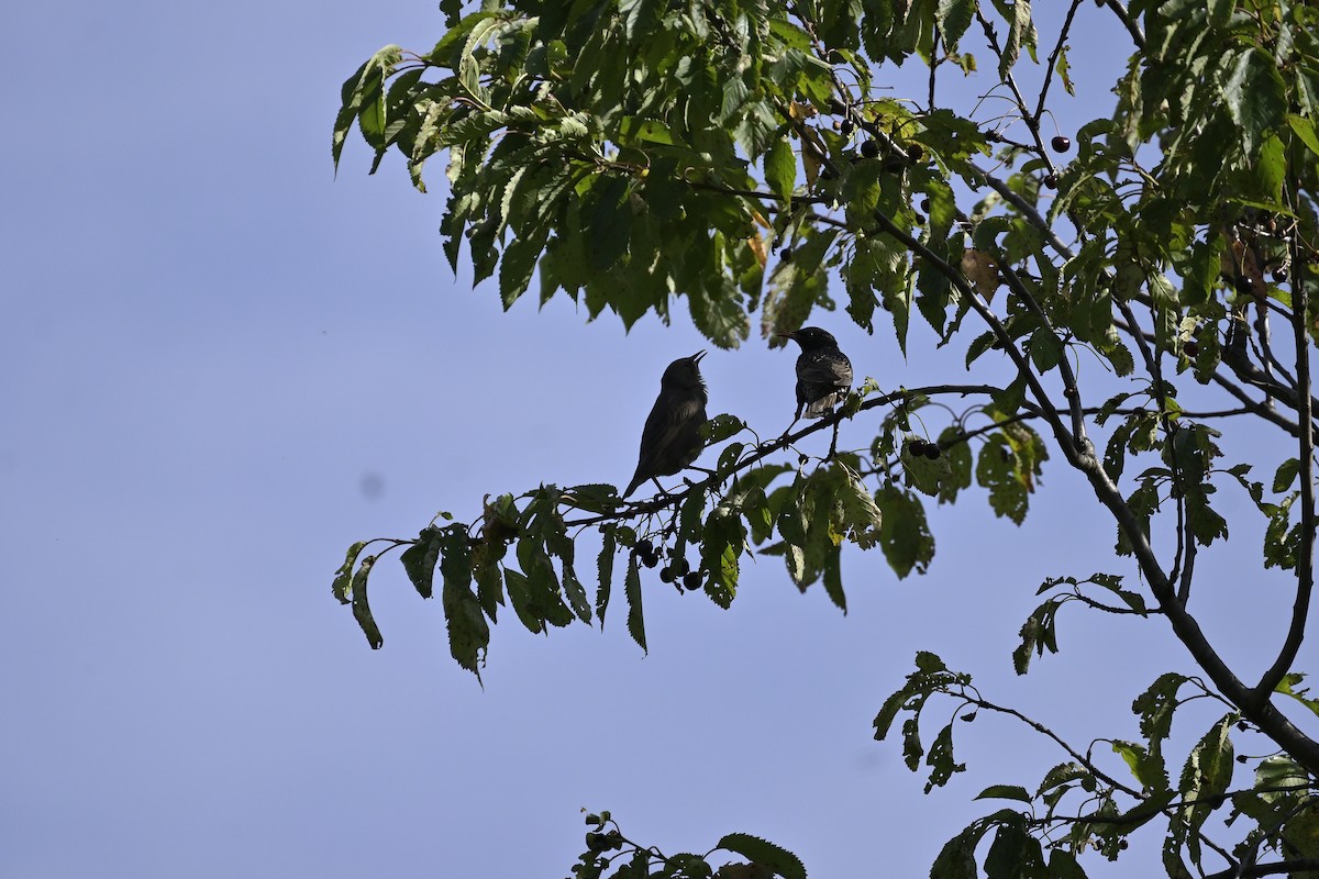 European Starling - ML620637535