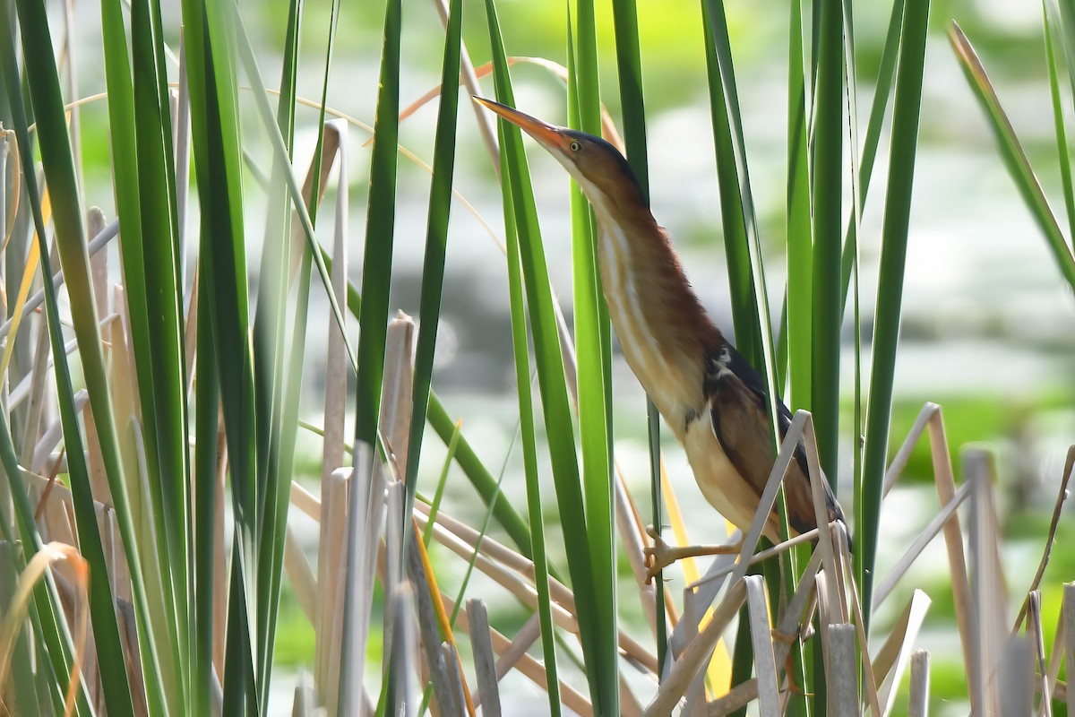 Least Bittern - ML620637539