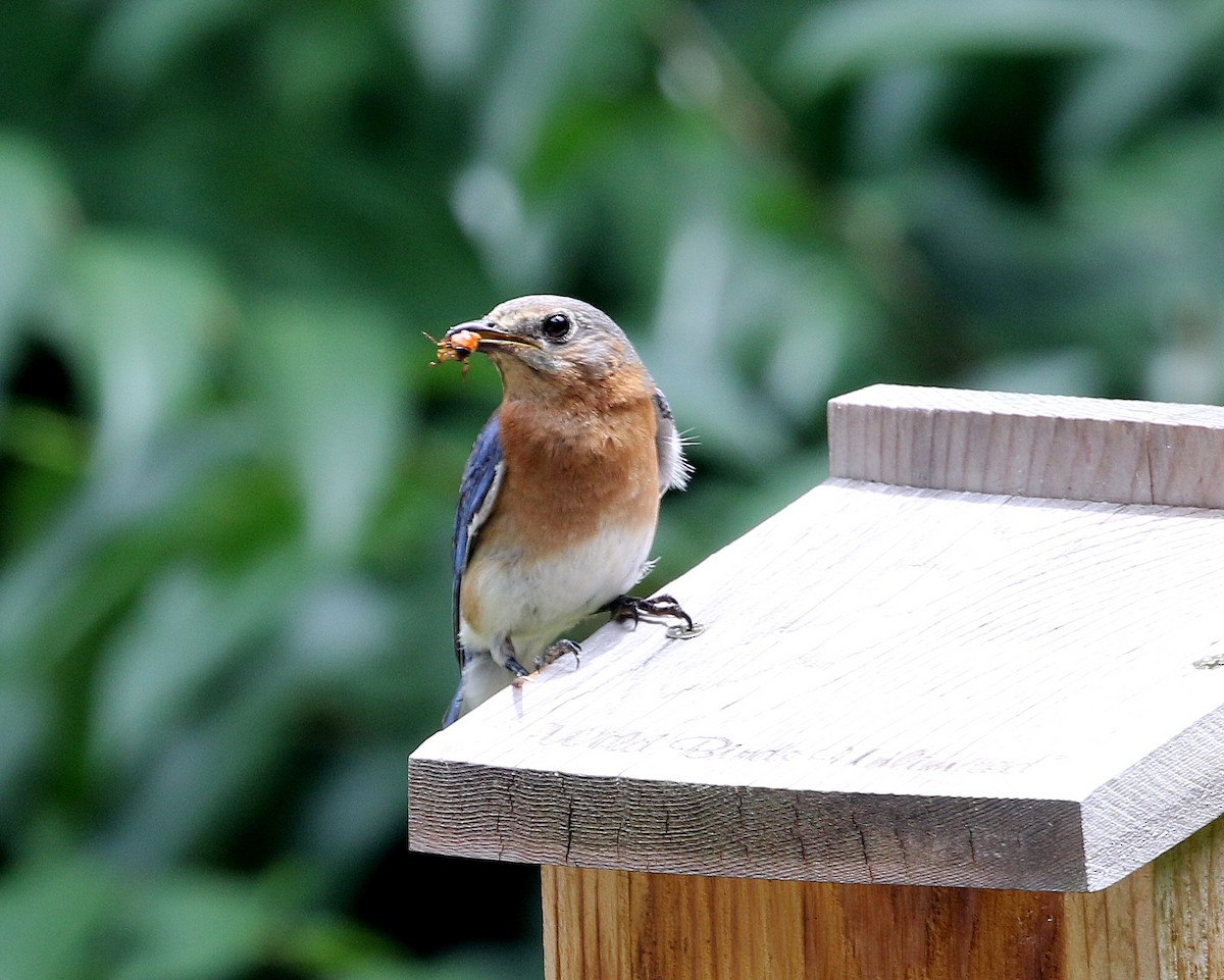 Eastern Bluebird - Pierre Howard