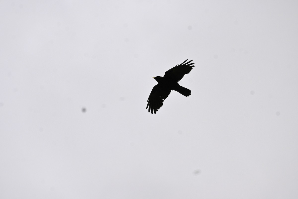 Yellow-billed Chough - ML620637544