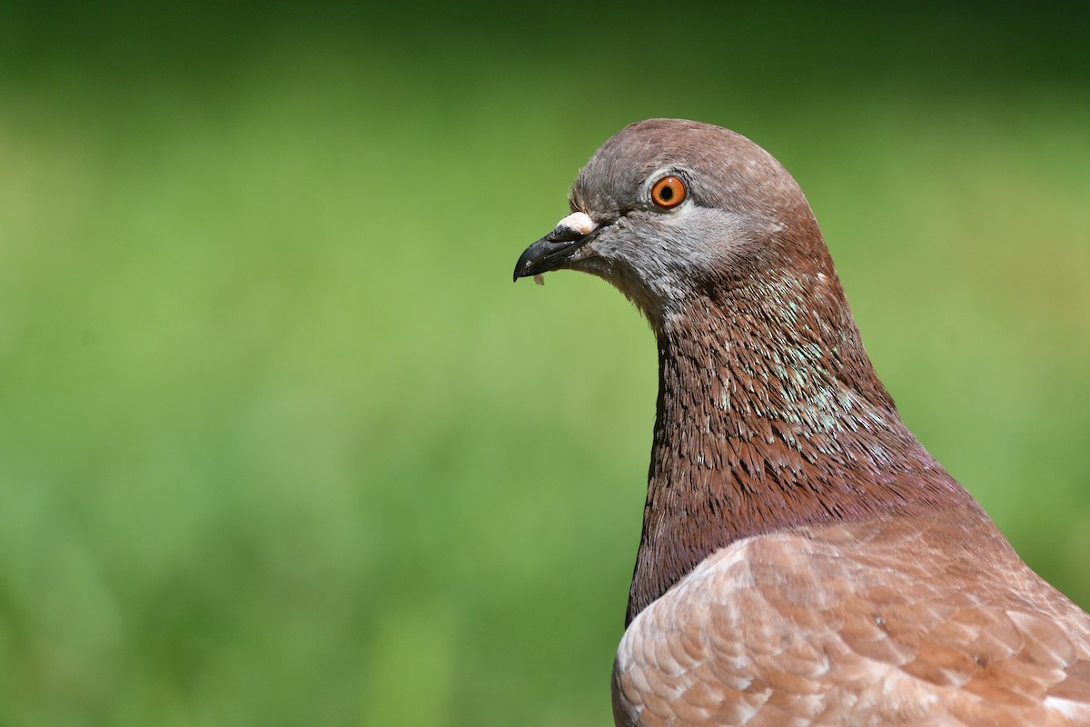 Rock Pigeon - ML620637547