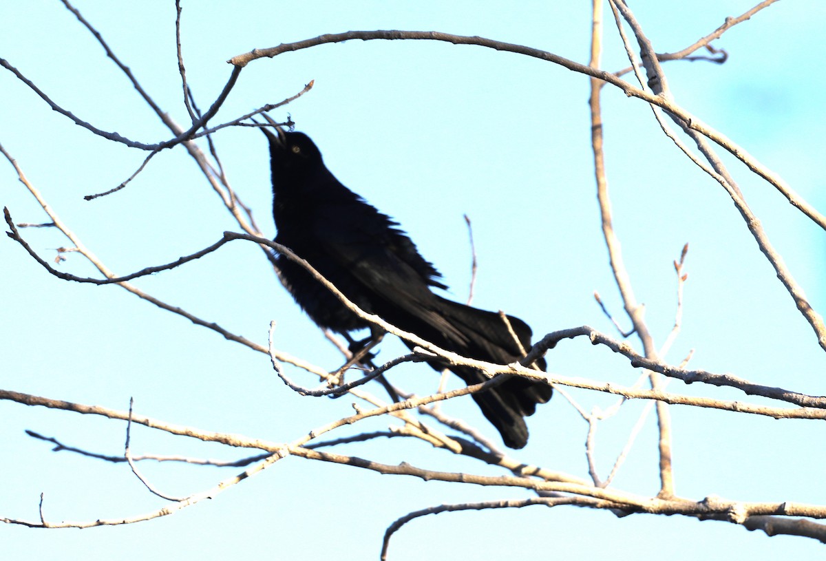 Great-tailed Grackle - ML620637551