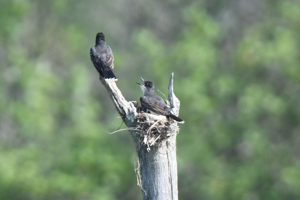 Eastern Kingbird - ML620637552