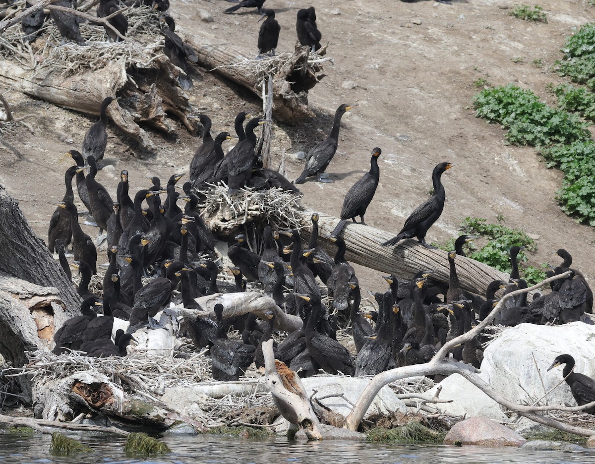 Cormorán Orejudo - ML620637553