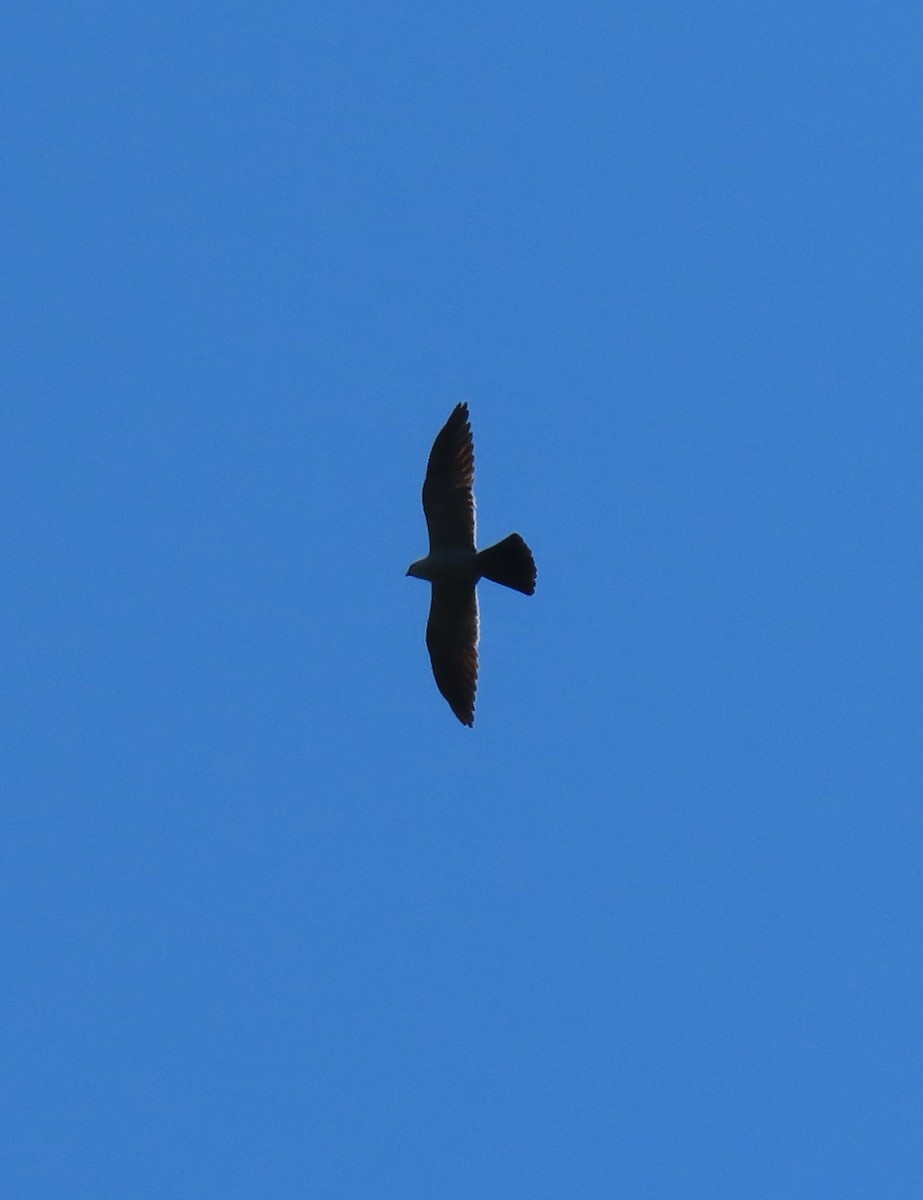 Mississippi Kite - ML620637559