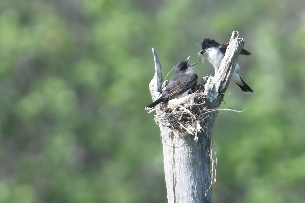 Eastern Kingbird - ML620637560