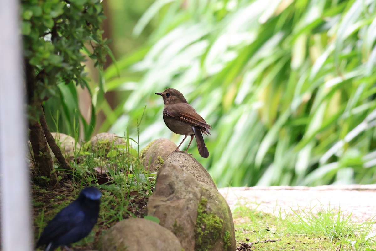 White-tailed Robin - ML620637562