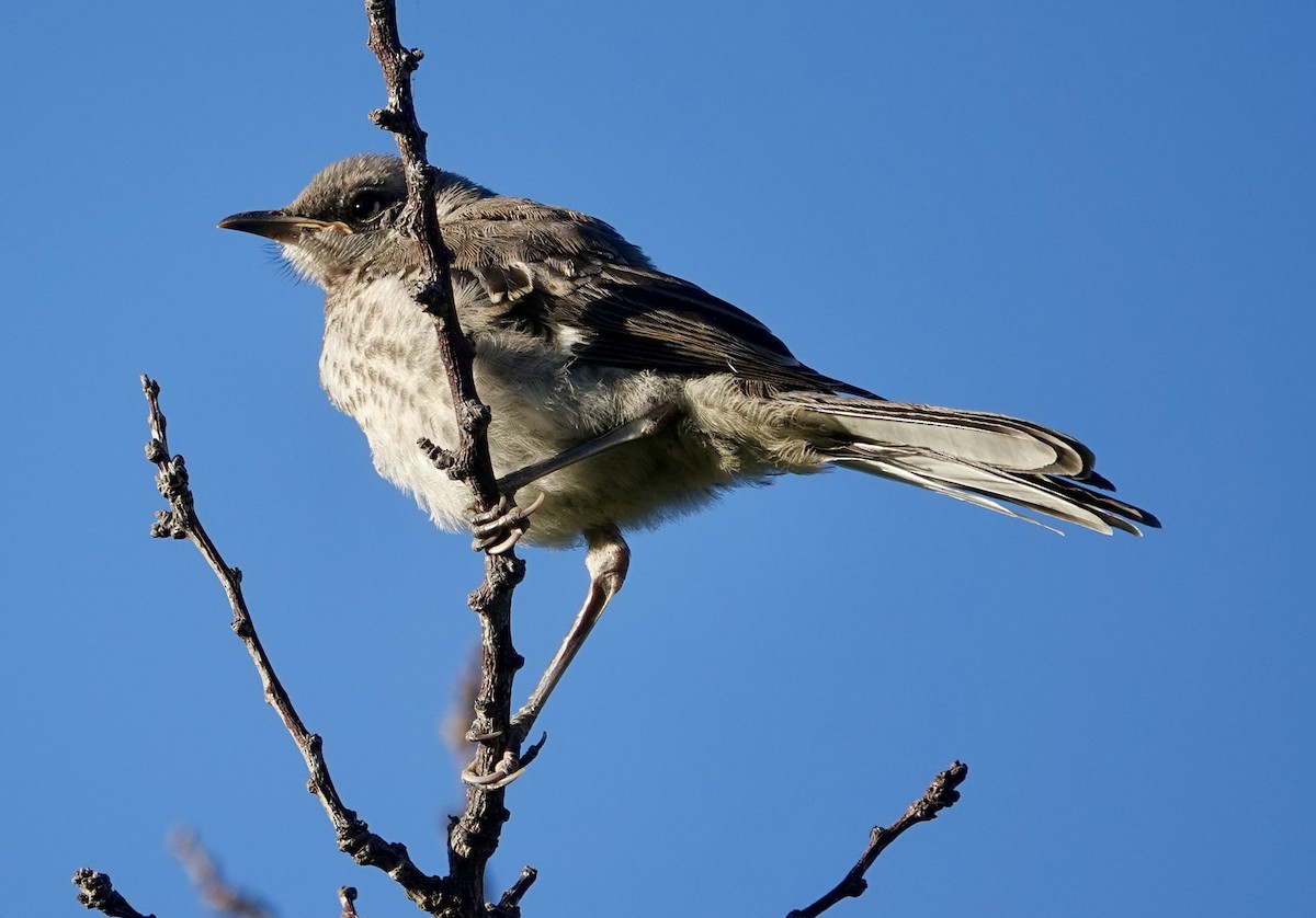 Northern Mockingbird - ML620637563