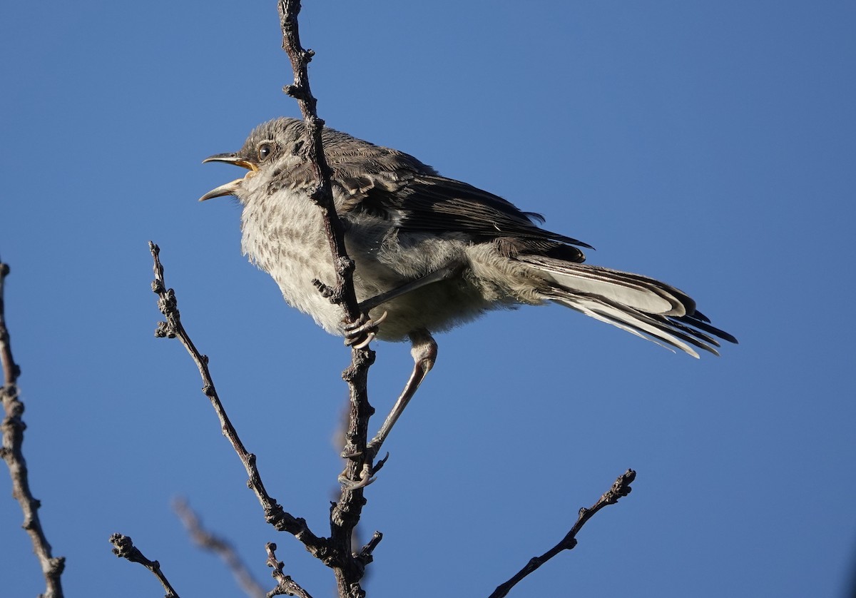 Northern Mockingbird - ML620637564