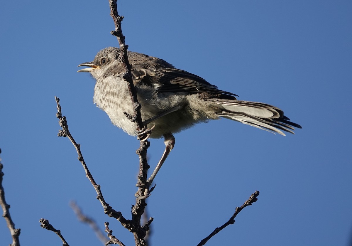 Northern Mockingbird - ML620637565