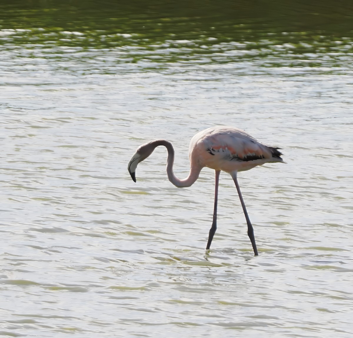 American Flamingo - ML620637566