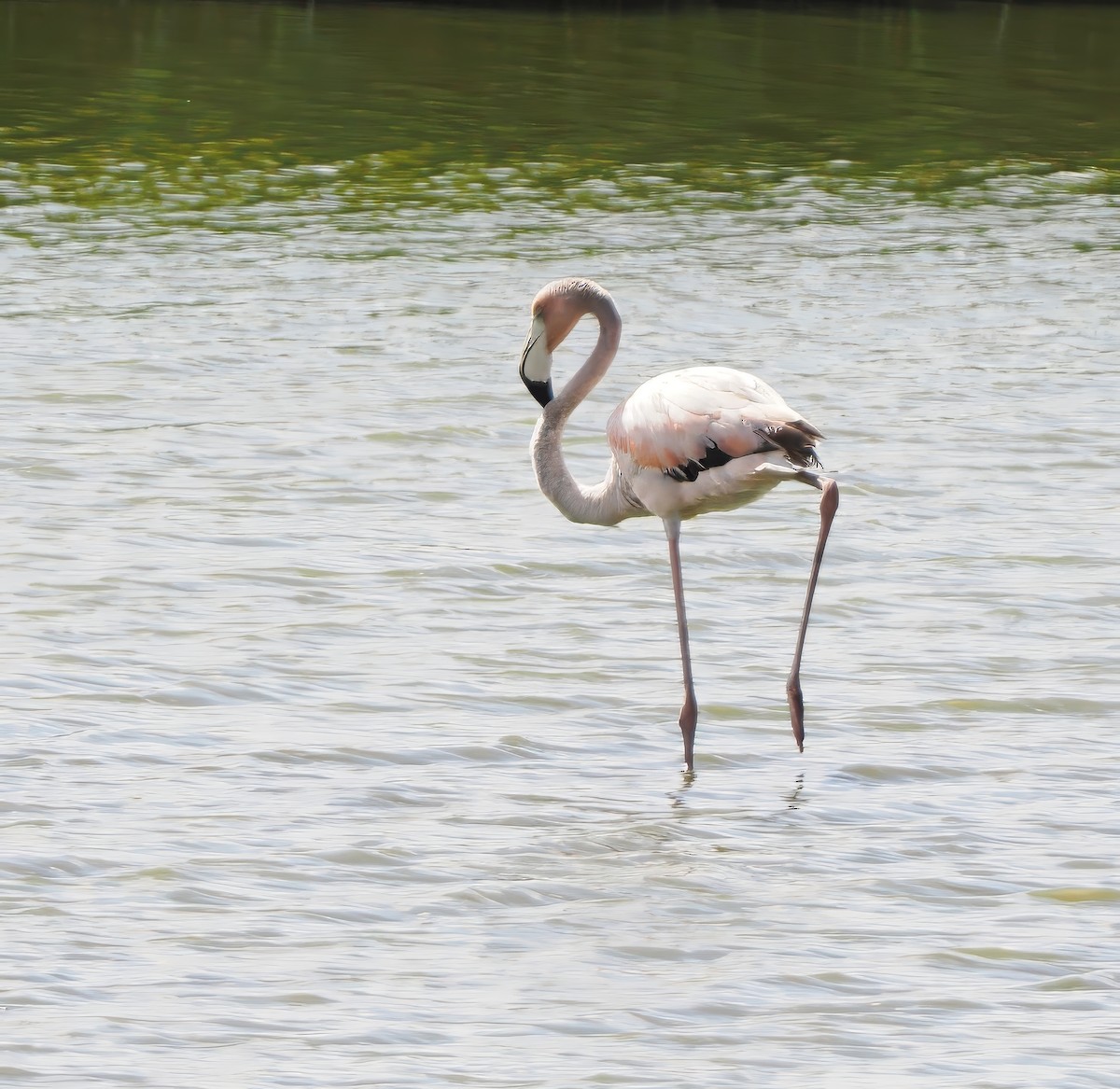 American Flamingo - ML620637567