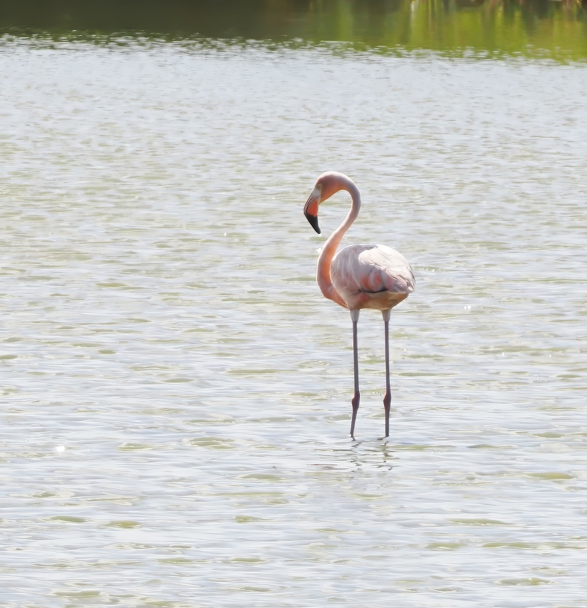 American Flamingo - ML620637568