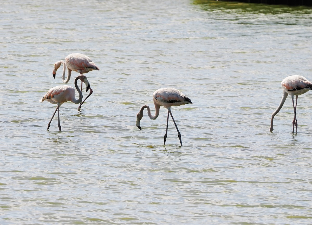 American Flamingo - ML620637569