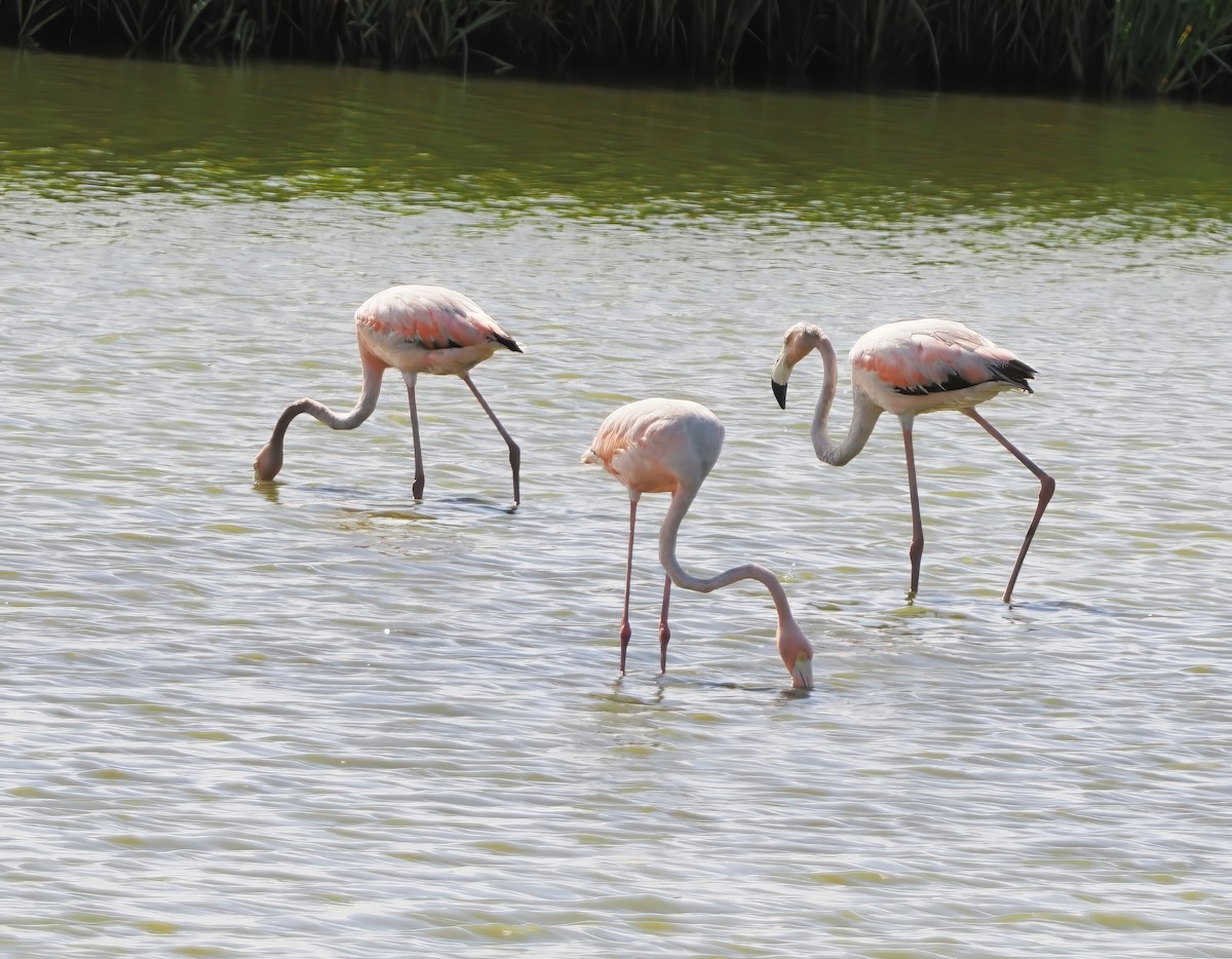 American Flamingo - ML620637571