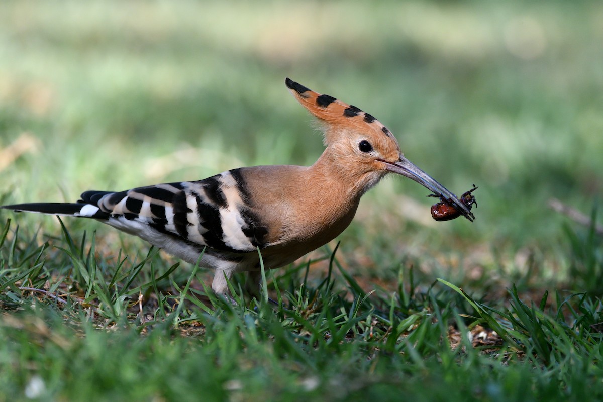 Eurasian Hoopoe - ML620637572