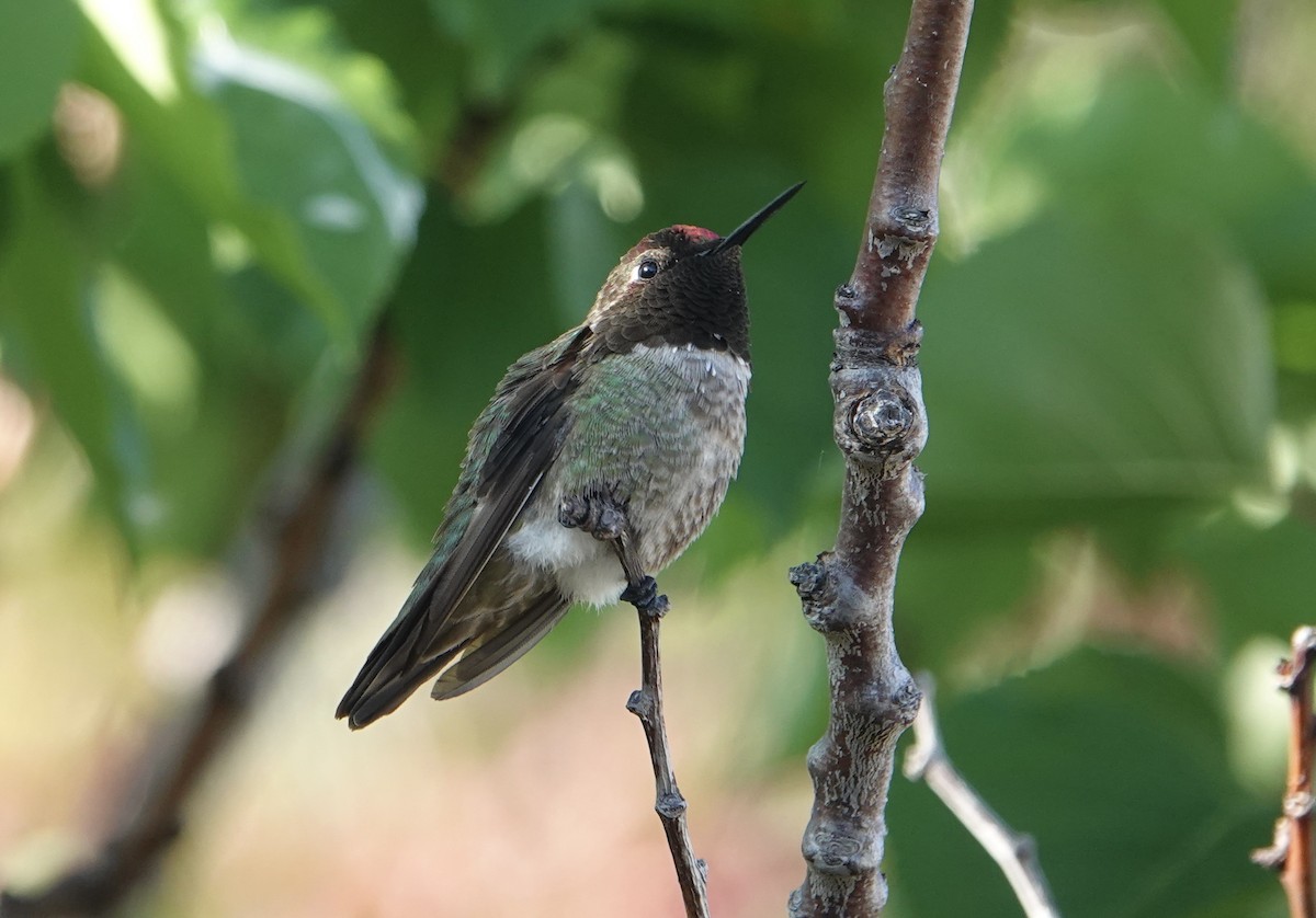 rødmaskekolibri - ML620637573