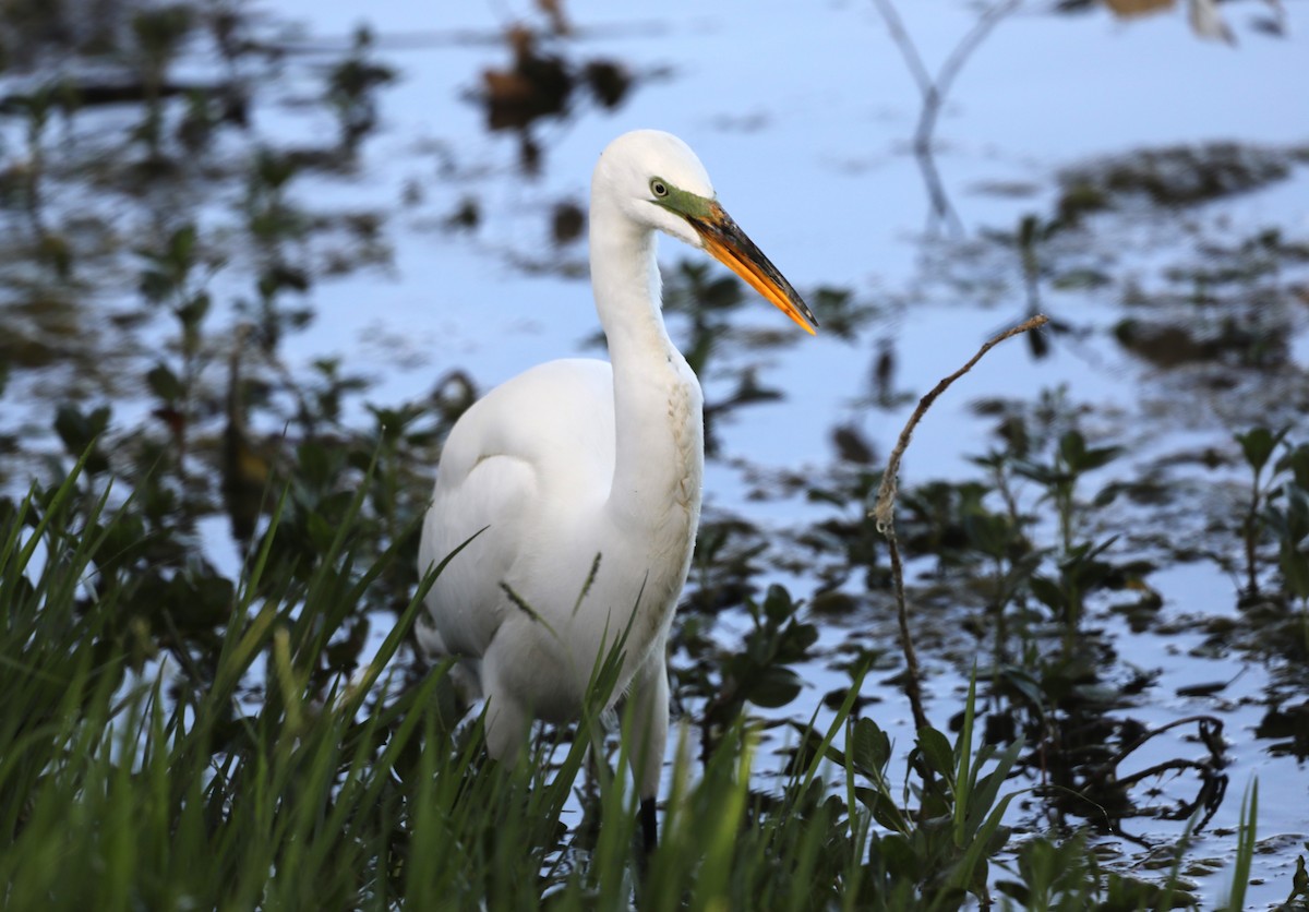 Grande Aigrette - ML620637578