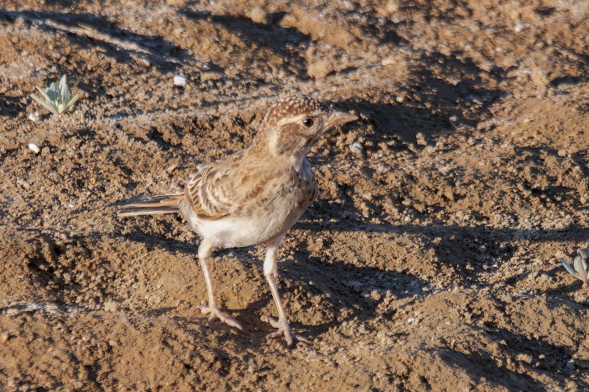 Red-capped Lark - ML620637579