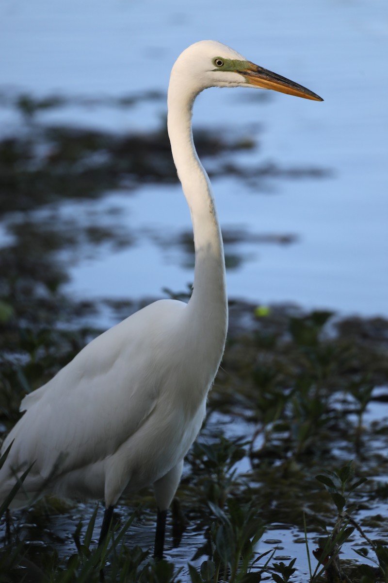 Great Egret - ML620637580