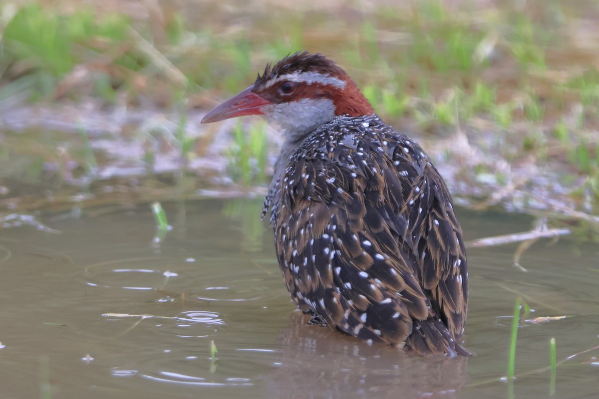 Buff-banded Rail - ML620637581