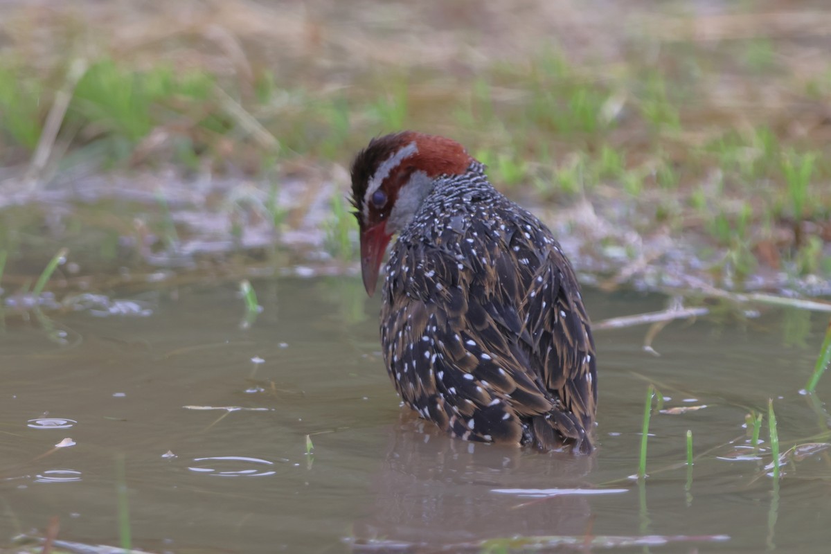 Buff-banded Rail - ML620637582