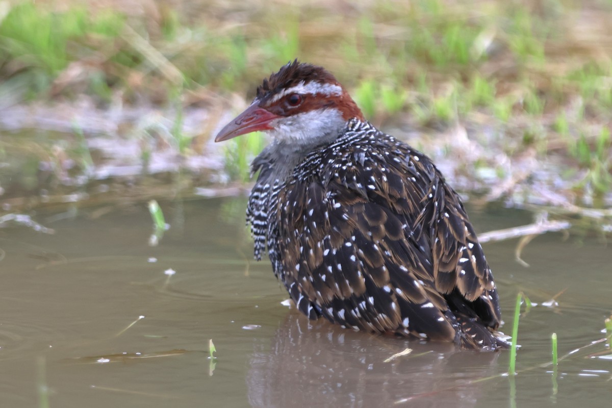 Buff-banded Rail - ML620637583