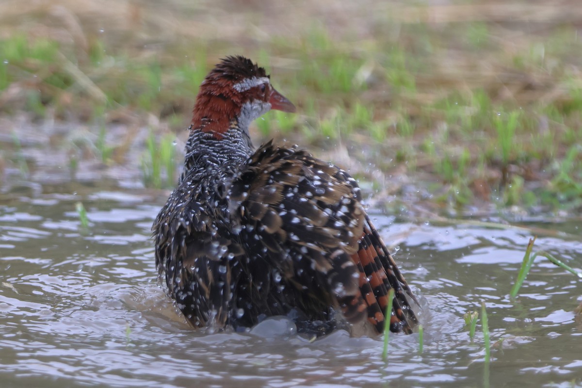 Buff-banded Rail - ML620637584