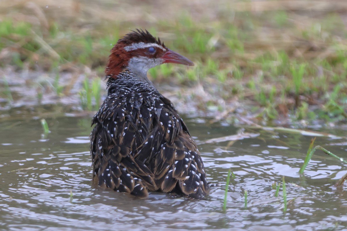 Buff-banded Rail - ML620637585