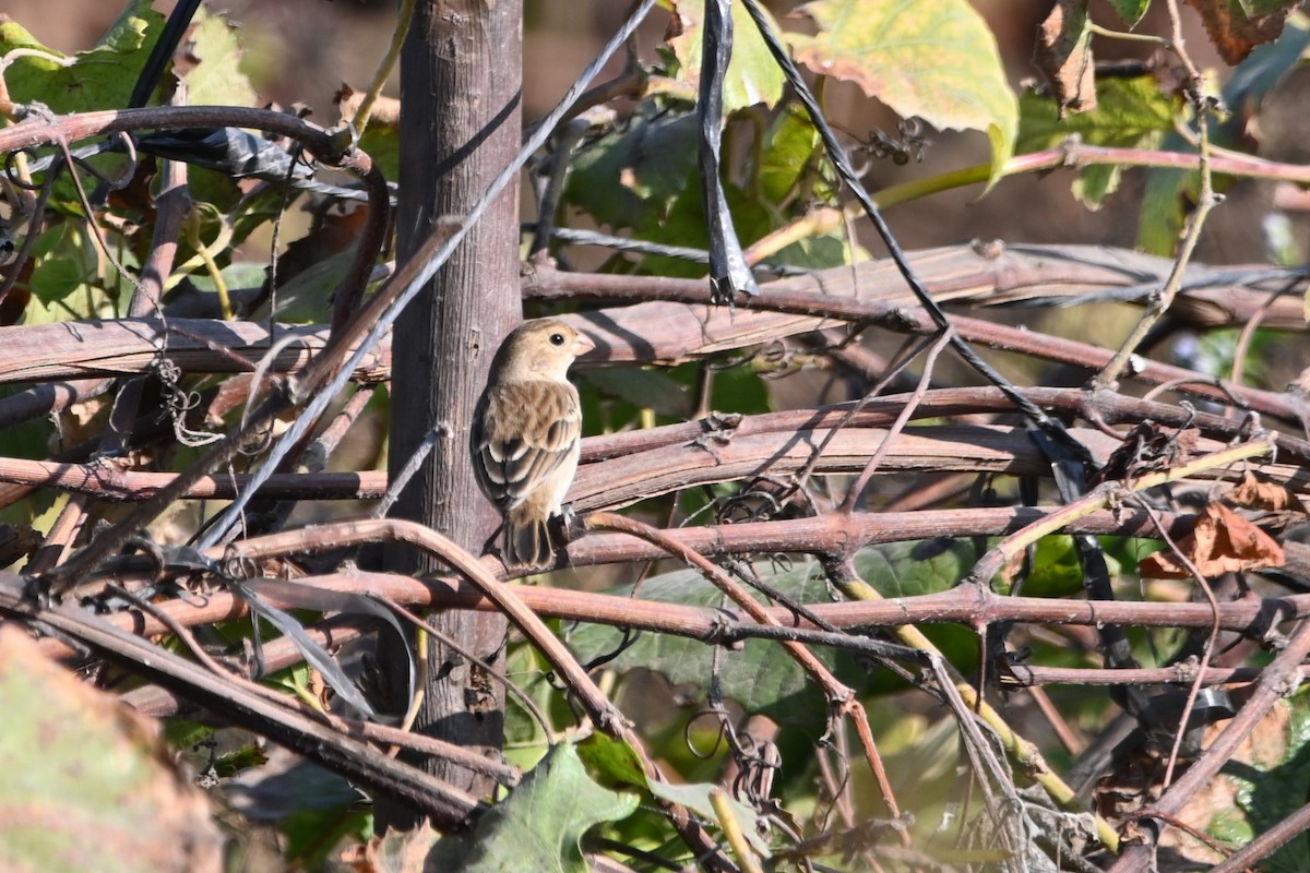 Chestnut-throated Seedeater - ML620637586