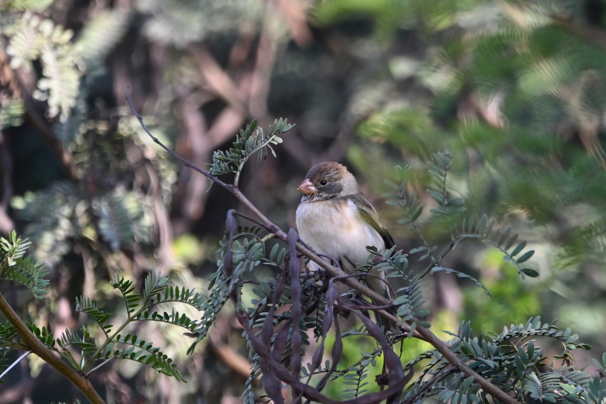 Chestnut-throated Seedeater - alexandre bibeau