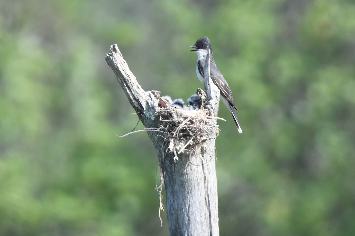 Eastern Kingbird - ML620637589