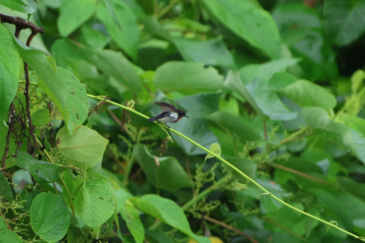 Gray-sided Flowerpecker - ML620637590