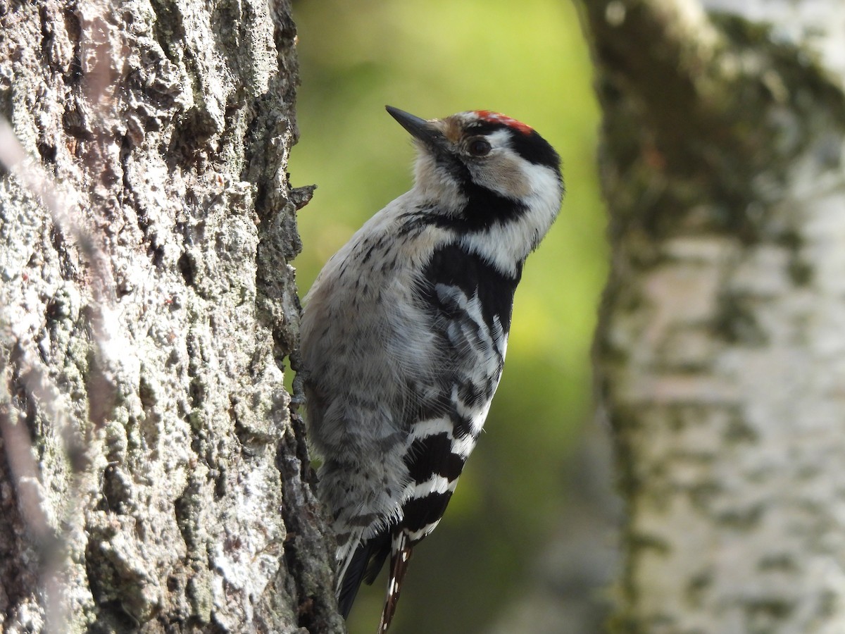 Lesser Spotted Woodpecker - ML620637591