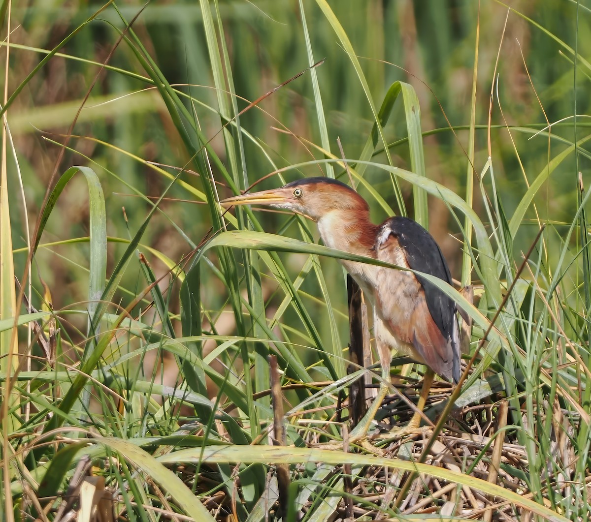 Least Bittern - ML620637592