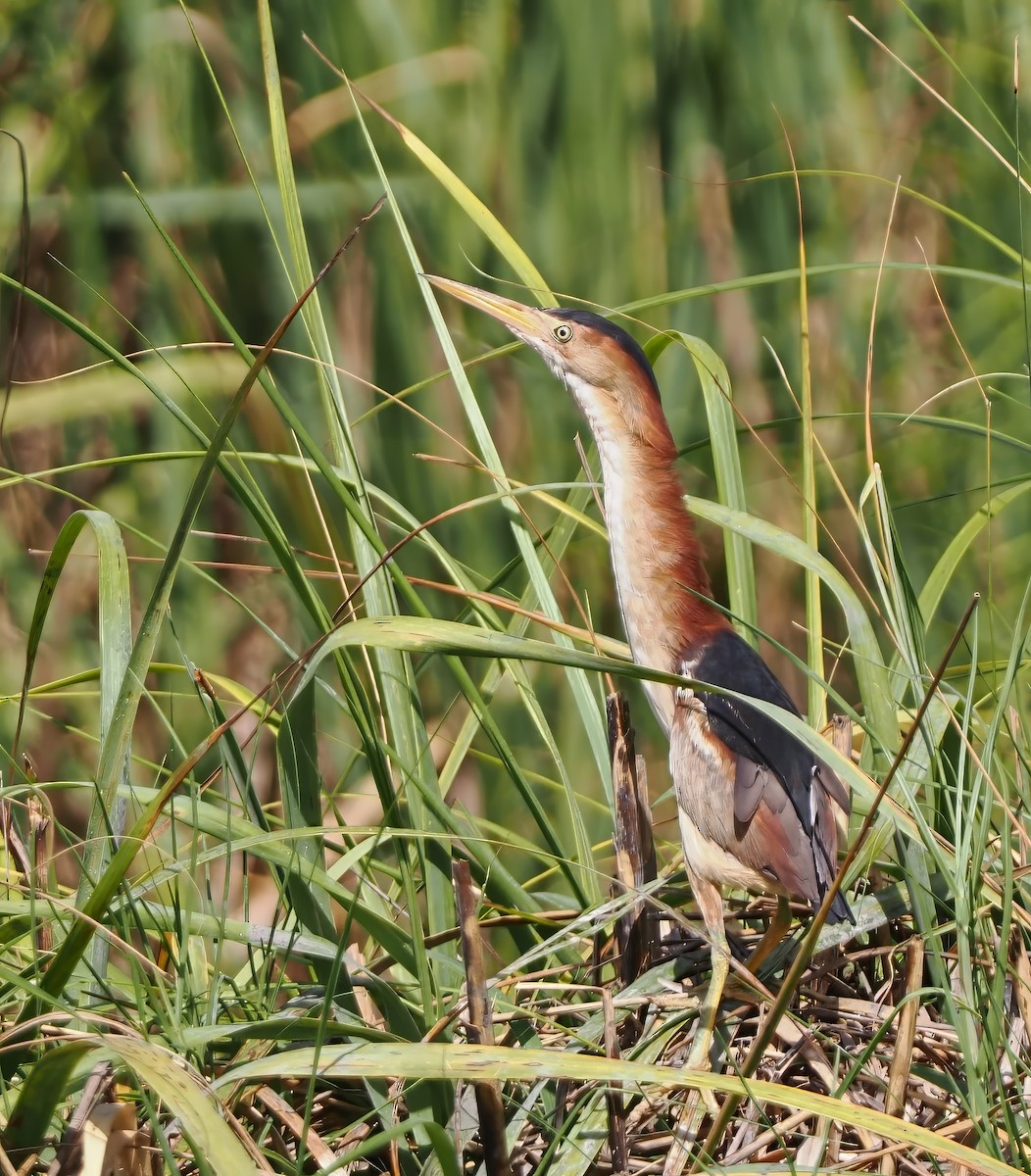 Least Bittern - ML620637593