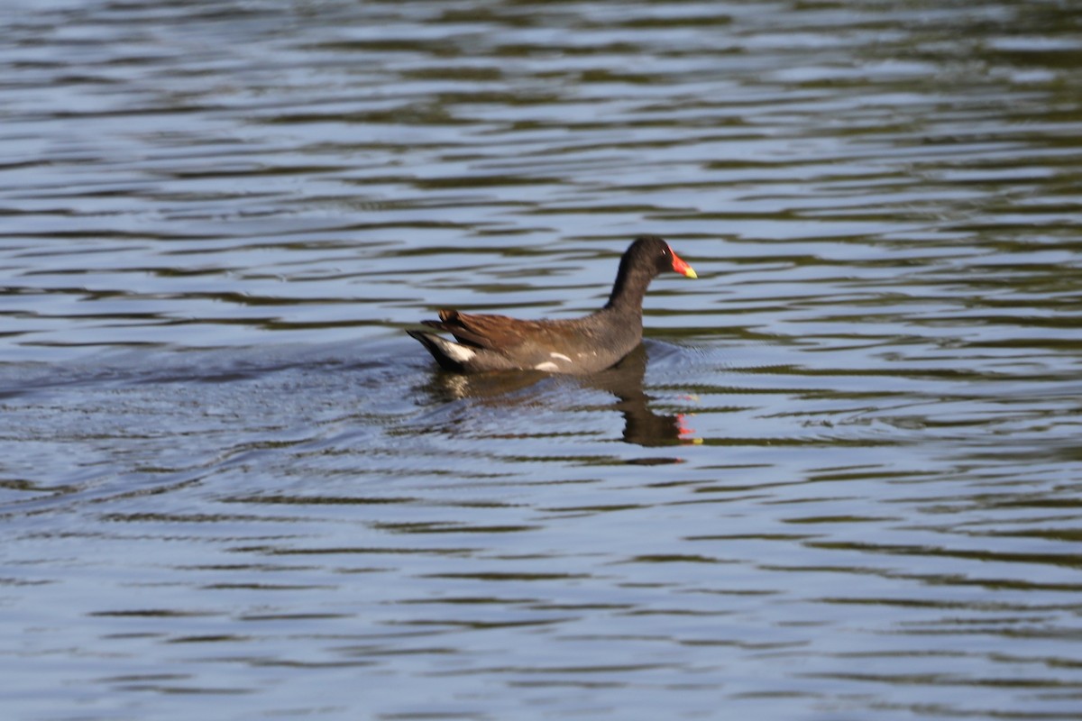 Common Gallinule - ML620637594