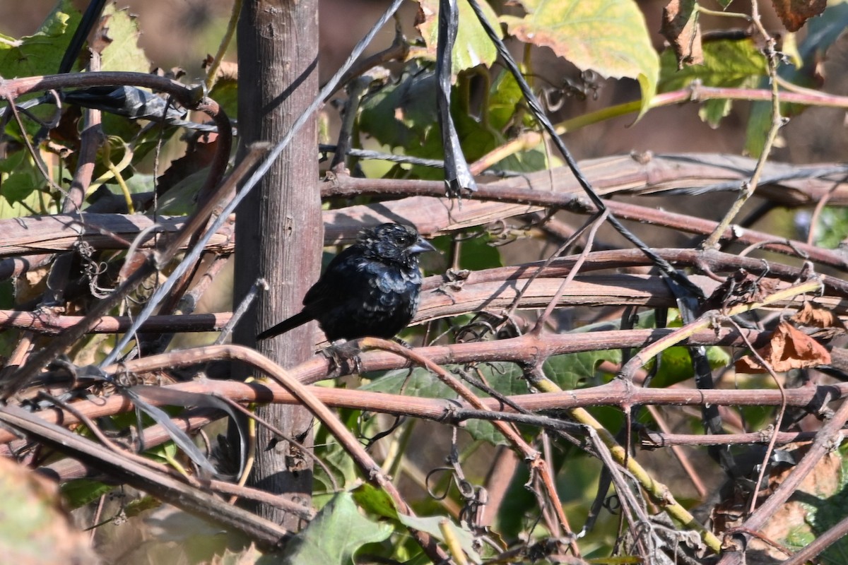 Blue-black Grassquit - alexandre bibeau